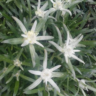 Leontopodium alpinum 'Blossom of Snow' Leontopodium alpinum 'Blossom of Snow'
