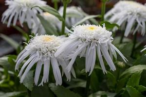 Leucanthemum 'Double Angel Daisy™' Leucanthemum 'Double Angel Daisy™'