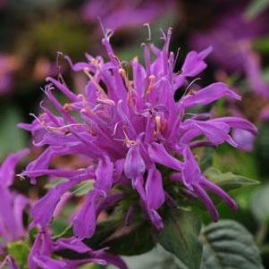 Monarda 'Balmy Lilac' Monarda 'Balmy Lilac'