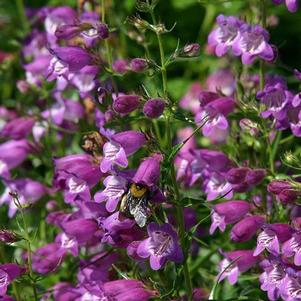 Penstemon x mexicali 'Pikes Peak Purple®' Penstemon x mexicali 'Pikes Peak Purple®'