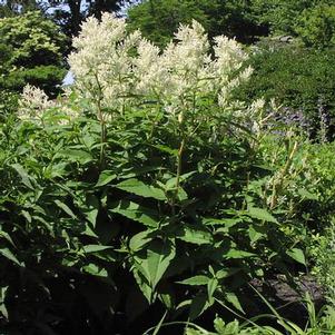 Persicaria polymorpha Persicaria polymorpha