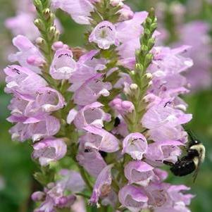 Physostegia virginiana 'Pink Manners' Physostegia virginiana 'Pink Manners'