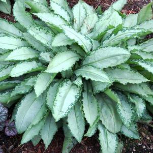 Pulmonaria 'Silver Shimmers' Pulmonaria 'Silver Shimmers'