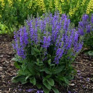 Salvia 'Fashionista Midnight Model' Salvia 'Fashionista Midnight Model'