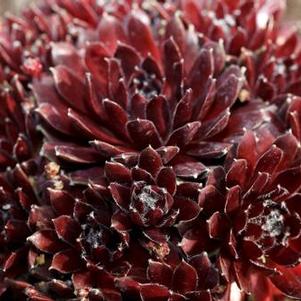 Sempervivum 'Peggy' Sempervivum 'Peggy'