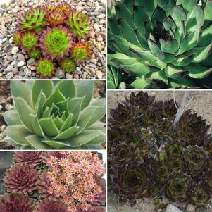 Sempervivum 'Henhouse Mix' Sempervivum 'Henhouse Mix'
