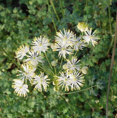 Thalictrum aquilegifolium 'Nimbus White' Thalictrum aquilegifolium 'Nimbus White'