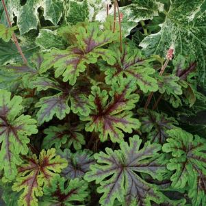 Tiarella 'Sylvan Lace' Tiarella 'Sylvan Lace'