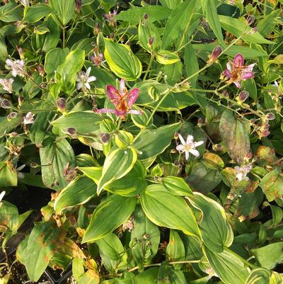 Tricyrtis formosana 'Autumn Glow' Tricyrtis formosana 'Autumn Glow'