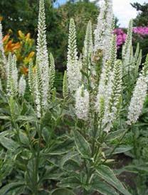 Veronica 'Charlotte' Veronica 'Charlotte'