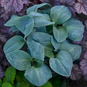 Hosta 'Blue Elf' Hosta 'Blue Elf'