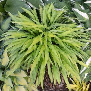 Hosta 'Curly Fries' Hosta 'Curly Fries'