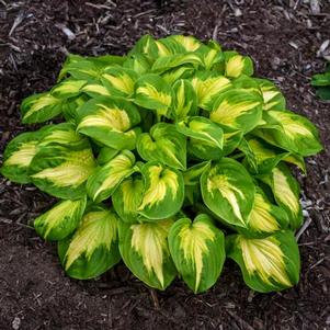 Hosta 'Etched Glass' Hosta 'Etched Glass'
