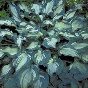 Hosta 'Guardian Angel' Hosta 'Guardian Angel'
