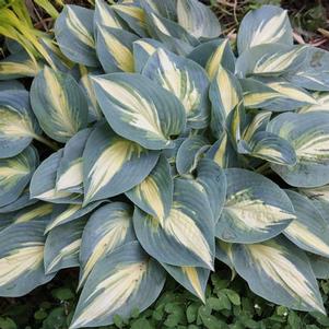 Hosta 'High Society' Hosta 'High Society'