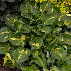 Hosta 'Lakeside Paisley Print' Hosta 'Lakeside Paisley Print'