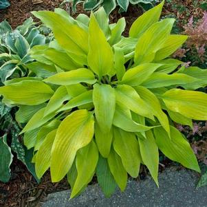 Hosta 'Prairie Moon' Hosta 'Prairie Moon'