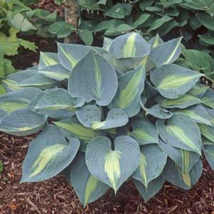 Hosta 'Touch of Class' Hosta 'Touch of Class'