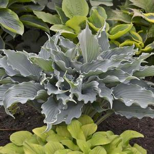 Hosta 'Waterslide' Hosta 'Waterslide'