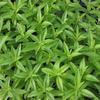 Verbena, Lemon