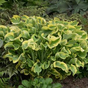 Hosta 'Wheee!' Hosta 'Wheee!'