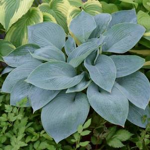 Hosta 'Wishing Well' Hosta 'Wishing Well'