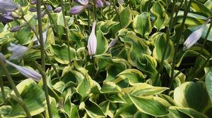 Hosta 'Wrinkle in Time' Hosta 'Wrinkle in Time'