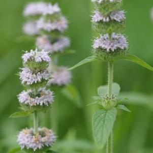 Blephilia ciliata 'Downy Wood Mint' Blephilia ciliata 'Downy Wood Mint'