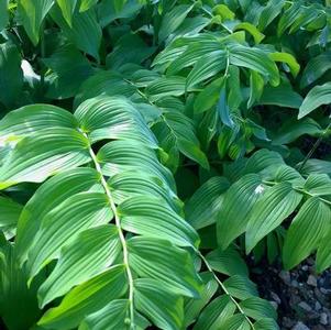 Polygonatum biflorum 'Solomon's Seal' Polygonatum biflorum 'Solomon's Seal'