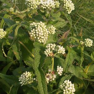Eupatorium perfoliatum 'Boneset' Eupatorium perfoliatum 'Boneset'