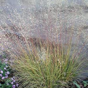 Sporobolus 'Morning Mist' Sporobolus 'Morning Mist'