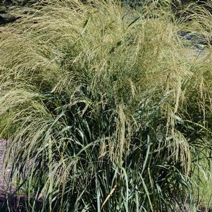 Panicum 'Bad Hair Day' Panicum 'Bad Hair Day'