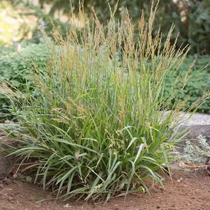 Calamagrostis 'Cheju-do' Calamagrostis 'Cheju-do'