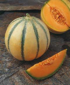 Melon, Charentais 'Alvaro' Melon, Charentais 'Alvaro'