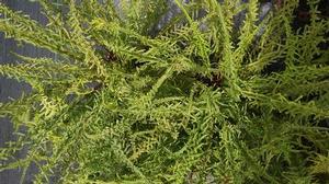 Athyrium f. femina 'Dre's Dagger'