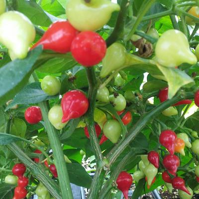 Pepper 'Biquinho Red' Pepper 'Biquinho Red'
