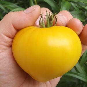 Tomato 'Lemon Ice' Tomato 'Lemon Ice'