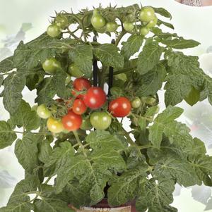 Tomato 'Kitchen Minis SIAM' Tomato 'Kitchen Minis SIAM'