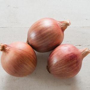 Onion 'Blush' Onion 'Blush'
