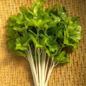 Chinese Celery 'White Queen' Chinese Celery 'White Queen'