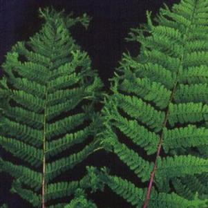 Athyrium f. femina 'Vernoniae cristatum'