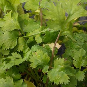 Cilantro 'Desert Blush' Cilantro 'Desert Blush'