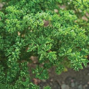 Parsley 'Favorit' Parsley 'Favorit'