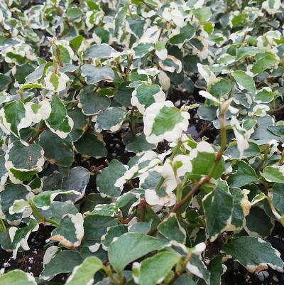 Ficus pumila variegata 'Variegated Creeping Fig' Ficus pumila variegata 'Variegated Creeping Fig'