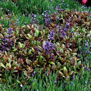 Ajuga repens 'Blueberry Muffin' Ajuga repens 'Blueberry Muffin'