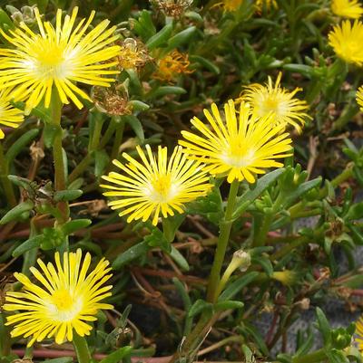 Delosperma congesta 'Yellow' Delosperma congesta 'Yellow'
