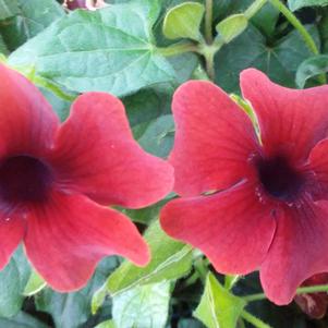 Thunbergia alata 'Sunny Susie Brownie' Thunbergia alata 'Sunny Susie Brownie'