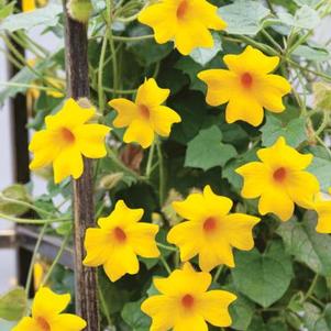 Thunbergia hybrid 'Thunshine Yellow' Thunbergia hybrid 'Thunshine Yellow'