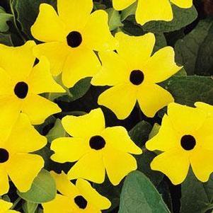 Thunbergia 'Sunny Lemon Star' Thunbergia 'Sunny Lemon Star'