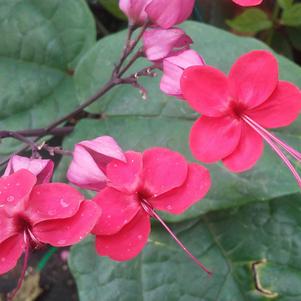 Clerodendrum x speciosum 'Java Red Vine' Clerodendrum x speciosum 'Java Red Vine'